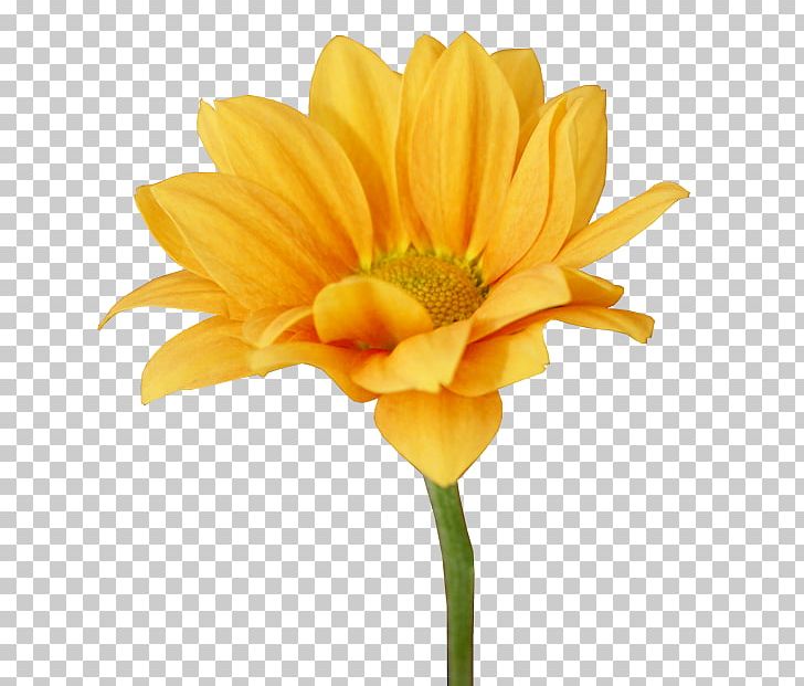 Transvaal Daisy Short Story Cut Flowers Plant Chrysanthemum PNG, Clipart, Blog, Chrysanthemum, Chrysanths, Cut Flowers, Dahlia Free PNG Download