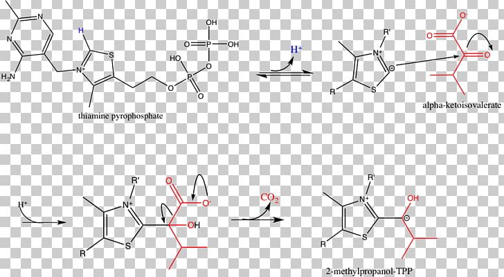 Branched-chain Alpha-keto Acid Dehydrogenase Complex Branched-chain Amino Acid Pyruvate Dehydrogenase Complex PNG, Clipart, Angle, Area, Branchedchain Amino Acid, Circle, Diagram Free PNG Download
