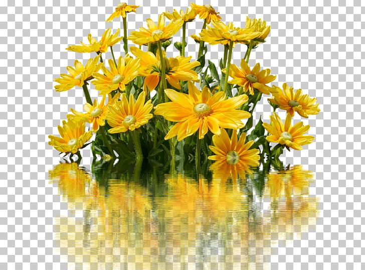 Common Daisy Flower Yellow PNG, Clipart, Chamaemelum Nobile, Chrysanthemum, Chrysanths, Common Daisy, Daisy Free PNG Download
