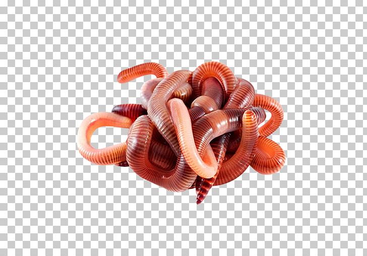 Worms PNG, Clipart, Worms Free PNG Download