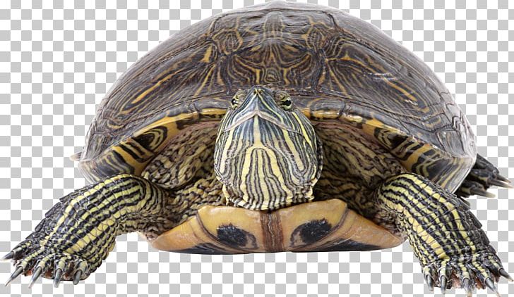 Box Turtle Reptile Tortoise Sea Turtle PNG, Clipart, Aldabra Giant Tortoise, Animal, Animals, Box Turtle, Desktop Wallpaper Free PNG Download
