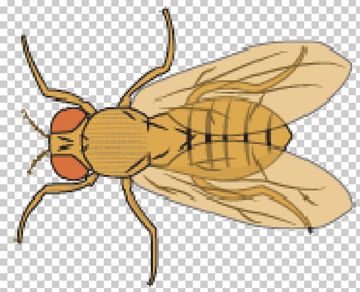 Common Fruit Fly Honey Bee PNG, Clipart, Arthropod, Artwork, Bee, Common Fruit Fly, Drawing Free PNG Download