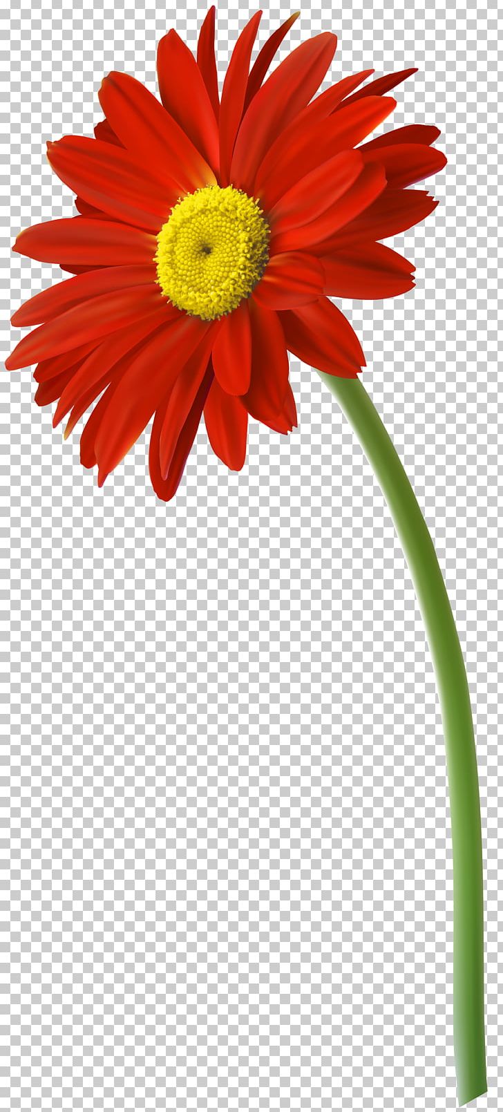Flower Gerbera Jamesonii PNG, Clipart, Chrysanths, Clip Art, Cut Flowers, Daisy, Daisy Family Free PNG Download