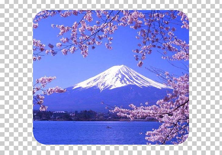 Lake Kawaguchi Mount Fuji Lake Ashi Three Holy Mountains Lake Suwa PNG, Clipart, Blossom, Cherry Blossom, Flower, Fuji, Hakone Free PNG Download