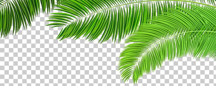 Arecaceae Palm Branch Palm-leaf Manuscript PNG, Clipart, Arecaceae, Arecales, Clip Art, Computer Wallpaper, Decoration Free PNG Download