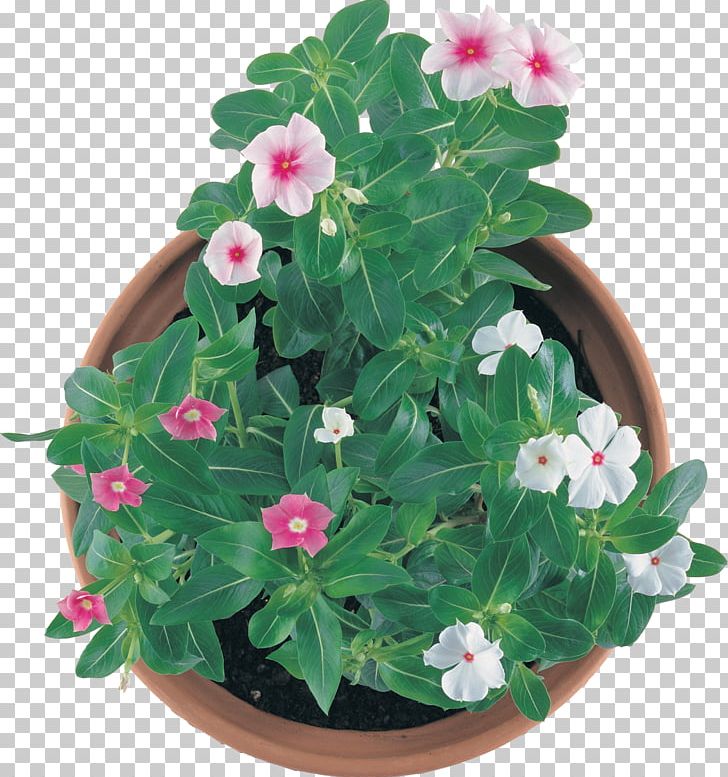 Flowerpot Houseplant Annual Plant PNG, Clipart, Annual Plant, Depositfiles, Flower, Flowering Plant, Flowerpot Free PNG Download