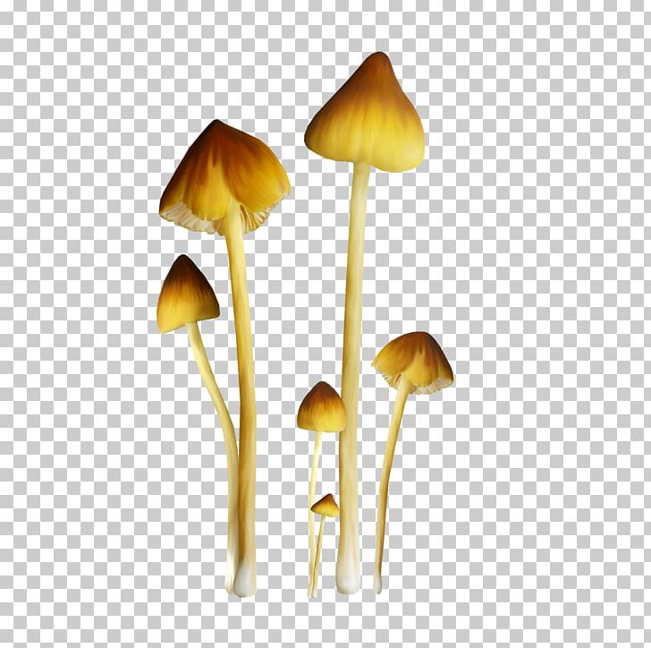 Fungus Edible Mushroom Pleurotus Eryngii PNG, Clipart, Blog, Desktop Wallpaper, Digital Image, Edible Mushroom, Fungus Free PNG Download