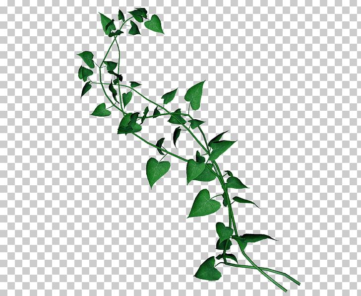 Liana Common Ivy Evergreen Leaf PNG, Clipart, Branch, Common Ivy, Evergreen, Flora, Flower Free PNG Download