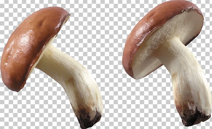 Mushroom Fungus PNG, Clipart, Common Mushroom, Desktop Wallpaper, Display Resolution, Dog, Download Free PNG Download