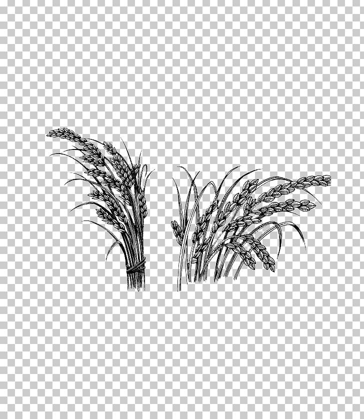 Rice Oryza Sativa Crop PNG, Clipart, Black, Black And White, Cereal, Crop, Drawing Free PNG Download