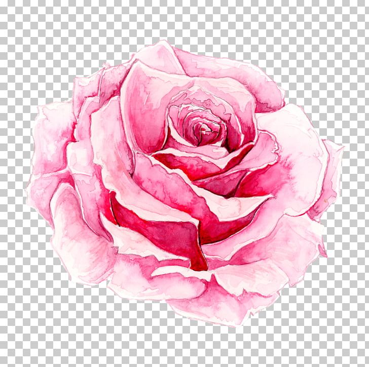 Rosa Chinensis Watercolor Painting Pink PNG, Clipart, Artificial Flower, Chinese, Chinese Rose, Cut Flowers, Download Free PNG Download