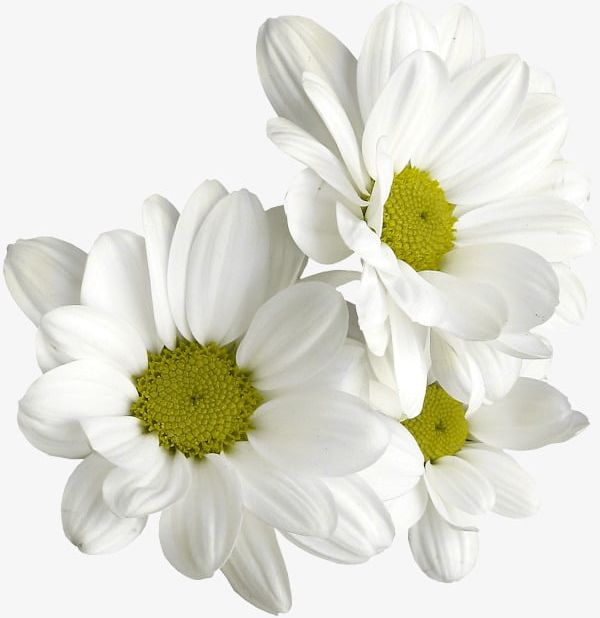 White Daisies PNG, Clipart, Daisies Clipart, Daisy, White, White Clipart, Yellow Free PNG Download