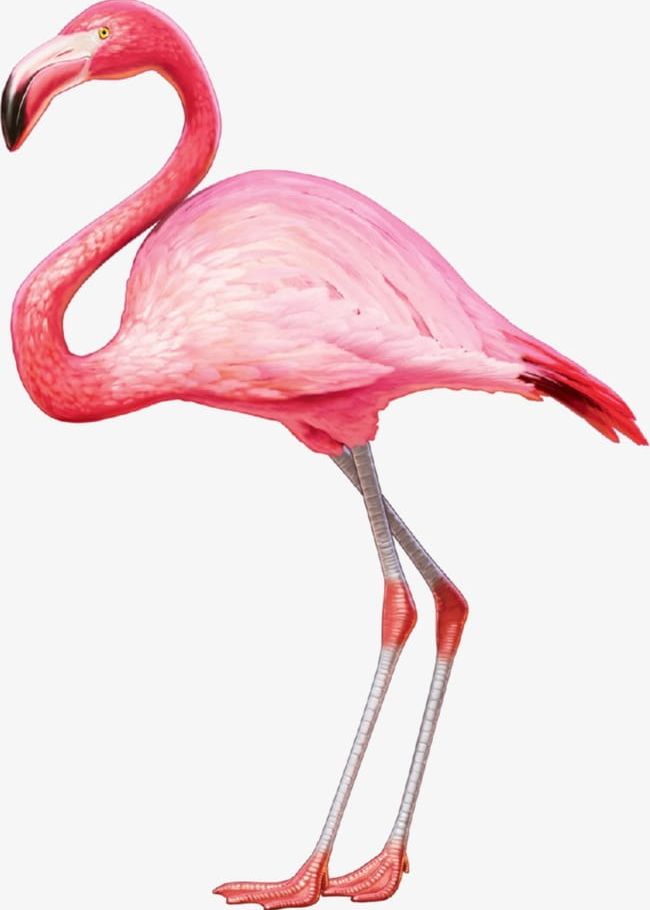 Flamingos PNG, Clipart, Bird, Flamingo, Flamingos, Flamingos Clipart, Flamingos Clipart Free PNG Download