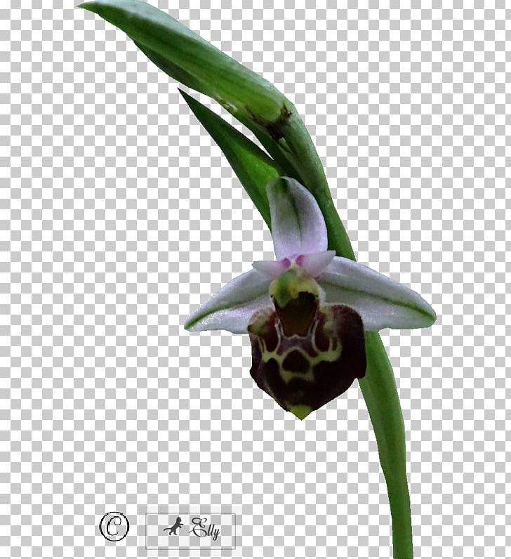 Moth Orchids Plant Stem Tube Flower Culture PNG, Clipart, Africa, Building, Carnival, Child, Culture Free PNG Download