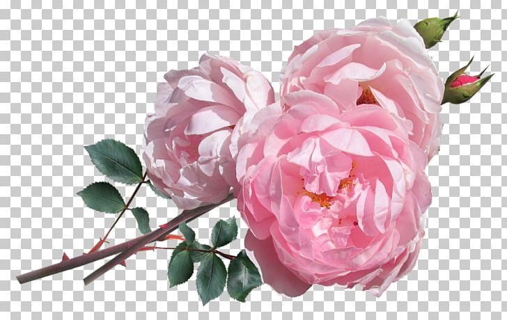 Pink Flowers Floral Design Floristry PNG, Clipart, Blossom, Branch, Cut Flowers, David Ch Austin, Fleur Free PNG Download