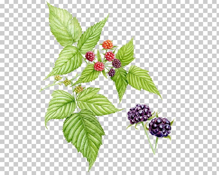 Purple Coneflower Black Raspberry Dewberry PNG, Clipart, Blackberry, Boysenberry, Bramble, Child, Coneflower Free PNG Download