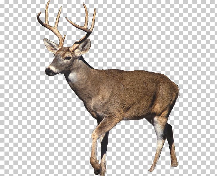 White-tailed Deer Mule Deer Desktop Hunting PNG, Clipart, Animal, Animals, Antler, Decal, Deer Free PNG Download
