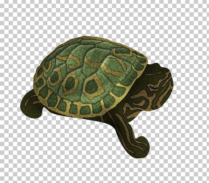 Box Turtles Tortoise Japanese Pond Turtle PNG, Clipart, Animal, Box Turtle, Box Turtles, Chinese Pond Turtle, Emydidae Free PNG Download