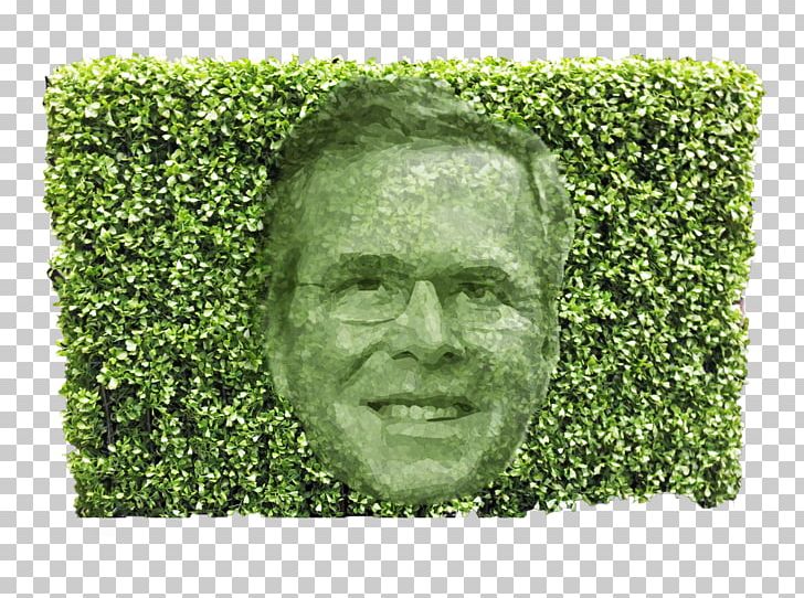 Chris Christie Hedge Trimmer Hedge Fund Tree PNG, Clipart, Billionaire, Bush, Candidate, Chris Christie, Gop Free PNG Download