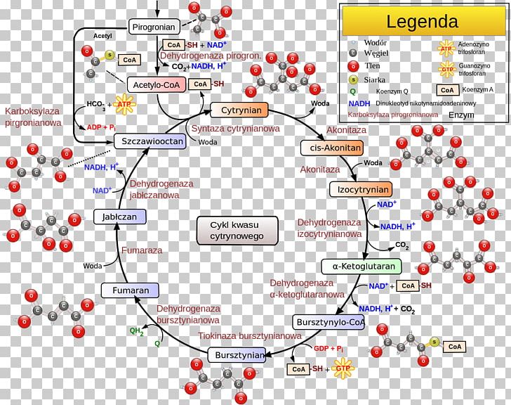 Citric Acid Cycle Electron Transport Chain Cellular Respiration Nicotinamide Adenine Dinucleotide PNG, Clipart, Aconitic Acid, Are, Biology, Carbon Dioxide, Cellular Respiration Free PNG Download