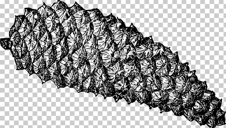 Pinus Palustris Caribbean Pine Conifer Cone Larch PNG, Clipart, Black And White, Cone, Conifer Cone, Larch, Monochrome Free PNG Download