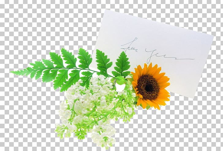 Flower Euclidean Gift PNG, Clipart, Child, Daisy Family, Drawing, Envelope, Envelopes Free PNG Download