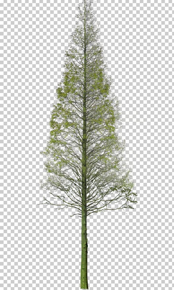 Spruce Garden Tree PNG, Clipart, Birch, Branch, Christmas Decoration, Christmas Ornament, Christmas Tree Free PNG Download