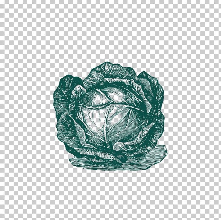 Cabbage Cauliflower Vegetable PNG, Clipart, Cabbage, Cabbage Vector, Cauliflower, Encapsulated Postscript, Food Free PNG Download