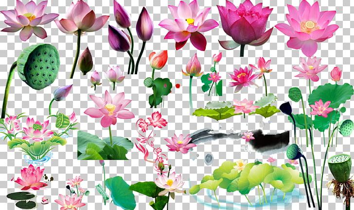 Computer File PNG, Clipart, Annual Plant, Aquatic Plant, Branch, Cdr, Classic Pattern Free PNG Download