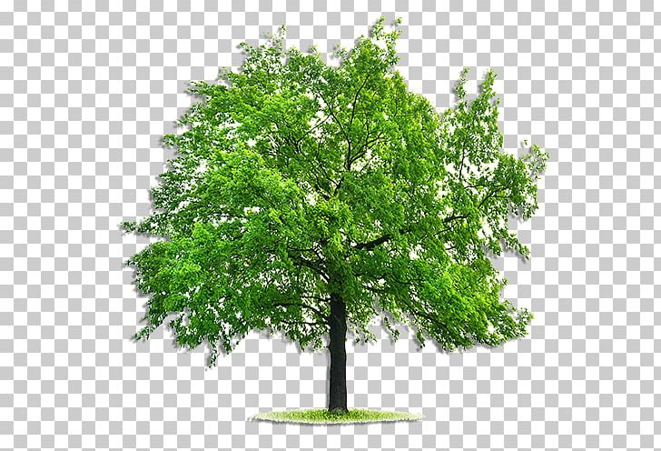 Emerald Ash Borer Tree Fraxinus Pennsylvanica Deciduous Stock Photography PNG, Clipart, Ash, Birch, Branch, Deciduous, Elm Free PNG Download