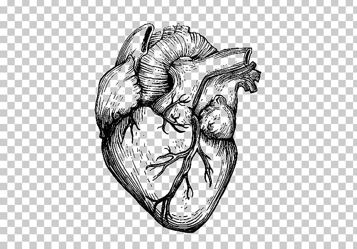 Prophour23 Drawing Heart Organ PNG, Clipart, Anatomy, Android, Animation, Arm, Art Free PNG Download