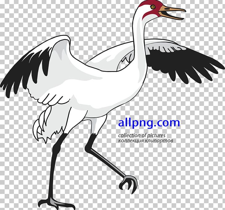 Red-crowned Crane Bird Heron PNG, Clipart, Animals, Artwork, Beak, Bird, Black And White Free PNG Download