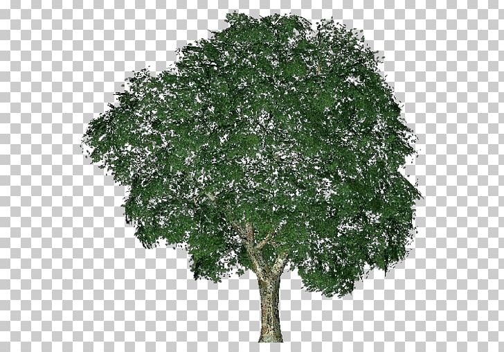 Ulmus Minor Tree Computer Software Project Shrub PNG, Clipart, Architectural Engineering, Branch, Computer Software, Download, Elm Free PNG Download