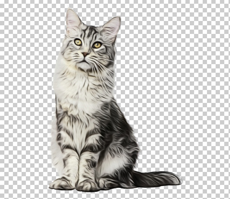 Kitten American Shorthair Maine Coon Oxygen Saturation Domestic Short-haired Cat PNG, Clipart, American Shorthair, California Spangled, Contec, Contec Cms60d Handheld Pulse Oximeter With Adult, Domestic Shorthaired Cat Free PNG Download