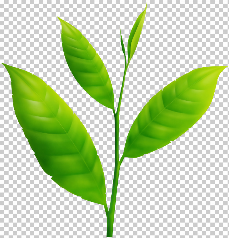 Leaf Plant Stem Plant Biology Plant Structure PNG, Clipart, Biology, Leaf, Paint, Plant, Plant Stem Free PNG Download