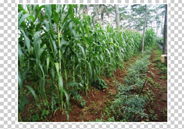 Cibunar Cash Crop Plantation Agriculture Agricultural Land PNG, Clipart, Agricultural Land, Agriculture, Cash Crop, Chili Pepper, Commodity Free PNG Download