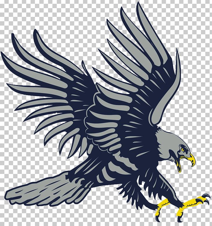 Dickinson State University Mayville State University Dickinson State Blue Hawk Football Presentation College PNG, Clipart, Accipitriformes, American Football, Bald Eagle, Beak, Bird Free PNG Download