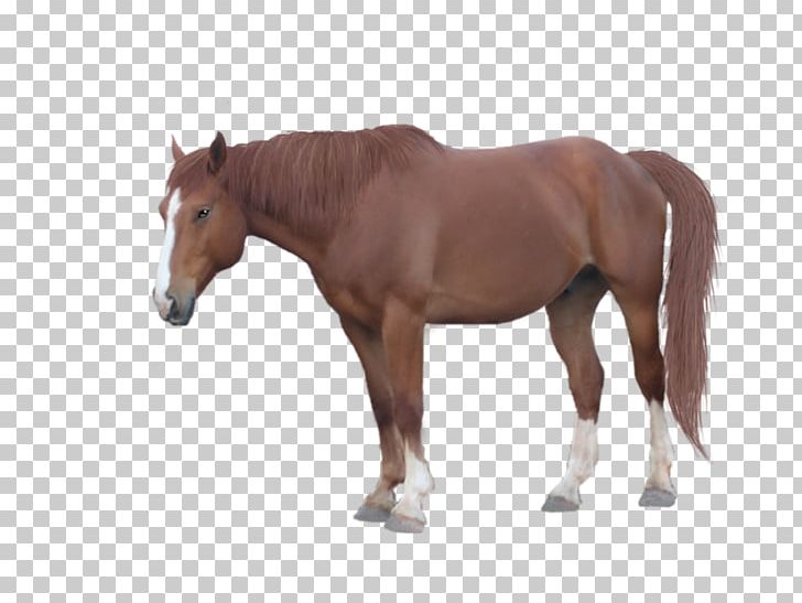 Horse Foal Mane Stallion Mare PNG, Clipart, Animals, At Resimleri, Bit, Bridle, Colt Free PNG Download