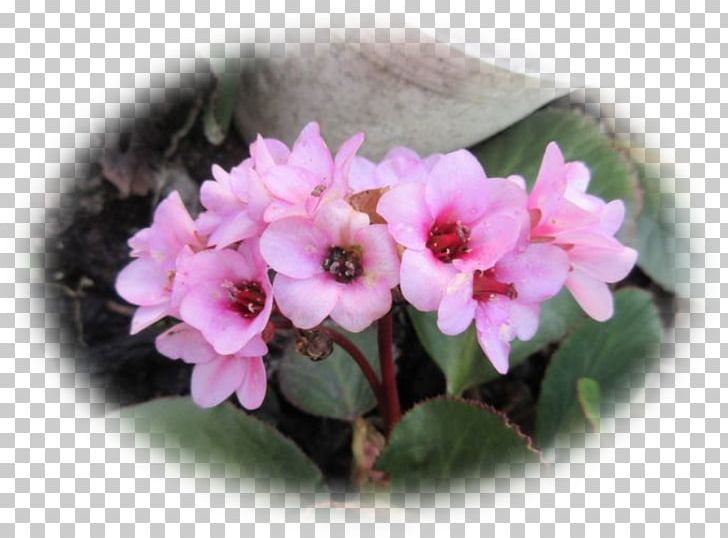 Primrose Pink M Flowerpot Shrub Annual Plant PNG, Clipart, Annual Plant, Bono, Flower, Flowering Plant, Flowerpot Free PNG Download