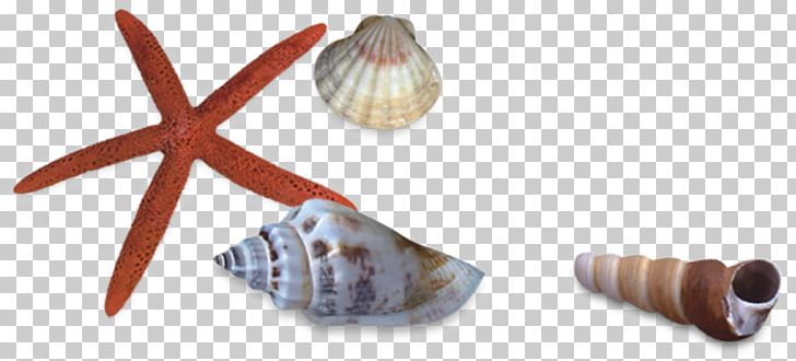 Seashell Sea Snail Starfish PNG, Clipart, Animal, Animals, Bolinus Brandaris, Cartoon Starfish, Conch Free PNG Download