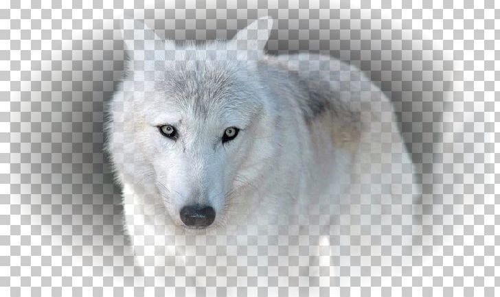 Siberian Husky Arctic Wolf African Wild Dog Alaskan Tundra Wolf PNG, Clipart, African Wild Dog, Animal, Animals, Arctic, Arctic Fox Free PNG Download