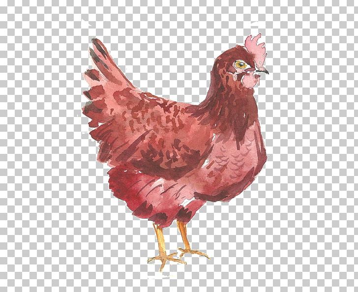 Chicken Computer File PNG, Clipart, Animals, Beak, Bird, Cartoon, Chick Free PNG Download