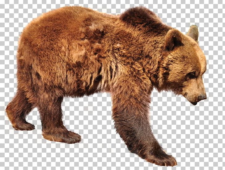 Grizzly Bear Brown Bear Polar Bear Sloth Bear PNG, Clipart, Animals, Bear, Brown Bear, Carnivoran, Fur Free PNG Download