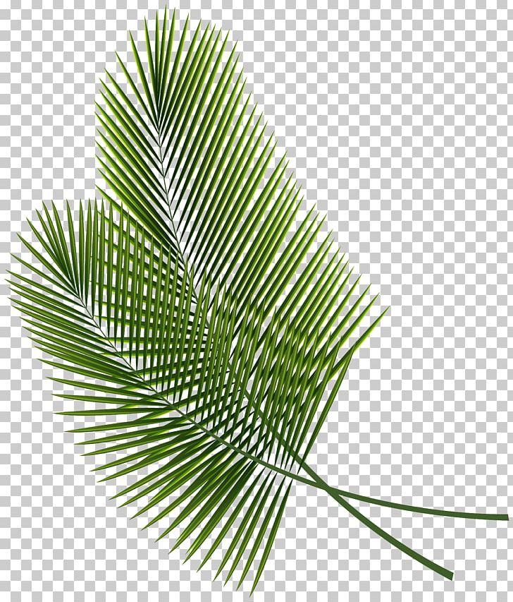 Leaf PNG, Clipart, Arecaceae, Arecales, Beach, Clipart, Clip Art Free PNG Download