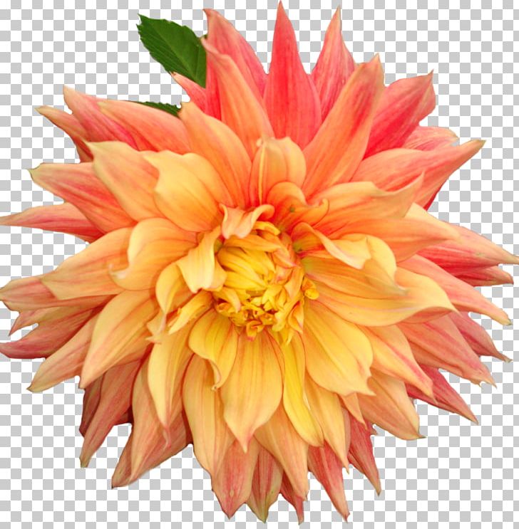 Dahlia Flower PNG, Clipart, Annual Plant, Chrysanths, Cut Flowers, Dahlia, Daisy Family Free PNG Download