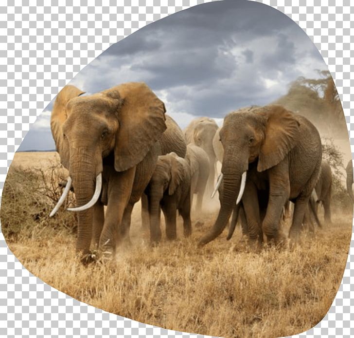 Elephantidae Maasai Mara Photography Savanna African Elephant PNG, Clipart, Africa, African Elephant, Elefantes, Elephant, Elephantidae Free PNG Download