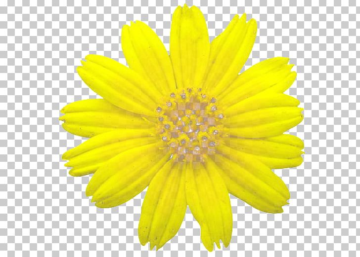 God Bless You Blessing PNG, Clipart, Album, Animation, Annual Plant, Blessing, Calendula Free PNG Download