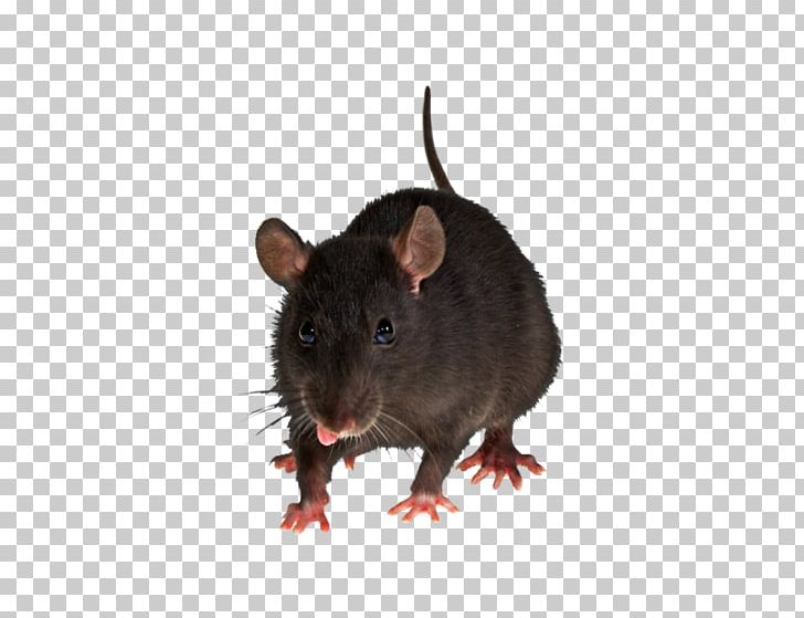 Brown Rat Mouse Rodent Pest Control PNG, Clipart, Animal, Animals, Barre, Brown Rat, Exterminator Free PNG Download