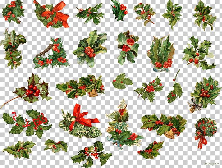 Christmas Ornament Berry Grape Fruit New Year PNG, Clipart, Aquifoliaceae, Berry, Branch, Chr, Christmas Free PNG Download