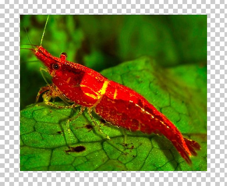Insect Pest PNG, Clipart, Animals, Insect, Invertebrate, Membrane Winged Insect, Opencart Free PNG Download